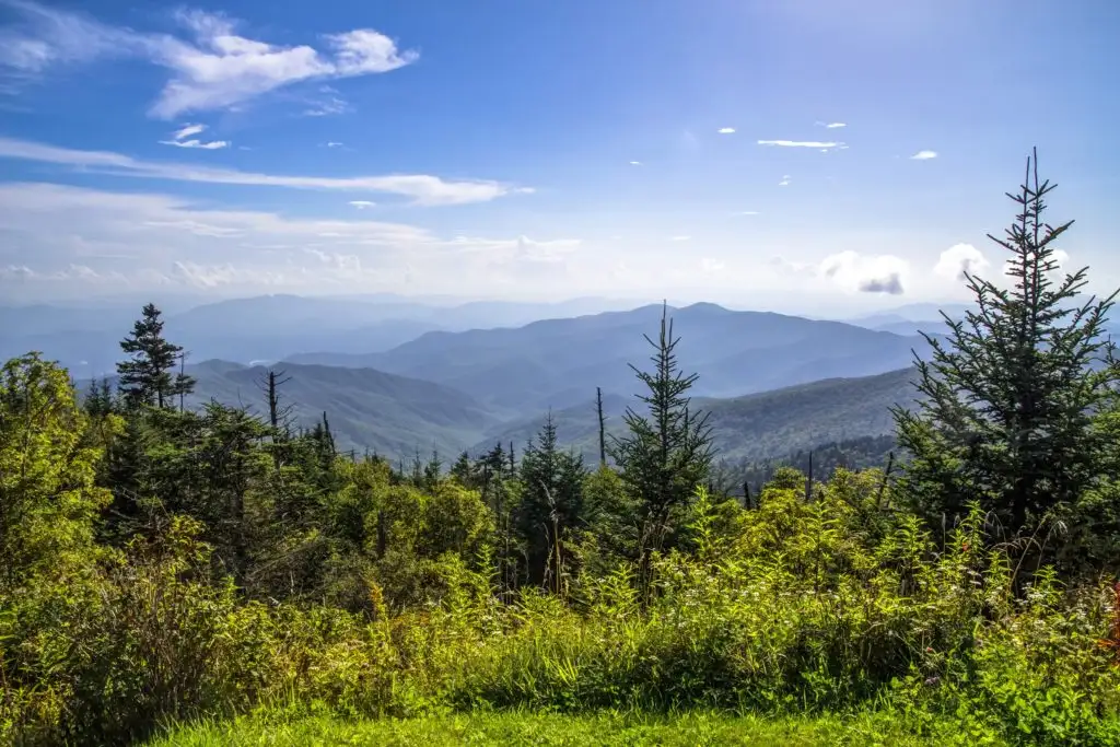 Mountain and tree view from the highest point in Great Smoky Mountain National Park