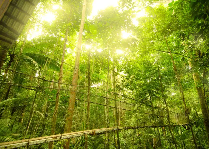 Canopy bridge in Taman Negara, Malaysia