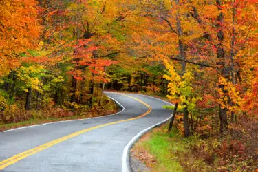 Empty road leading into an autumn woods