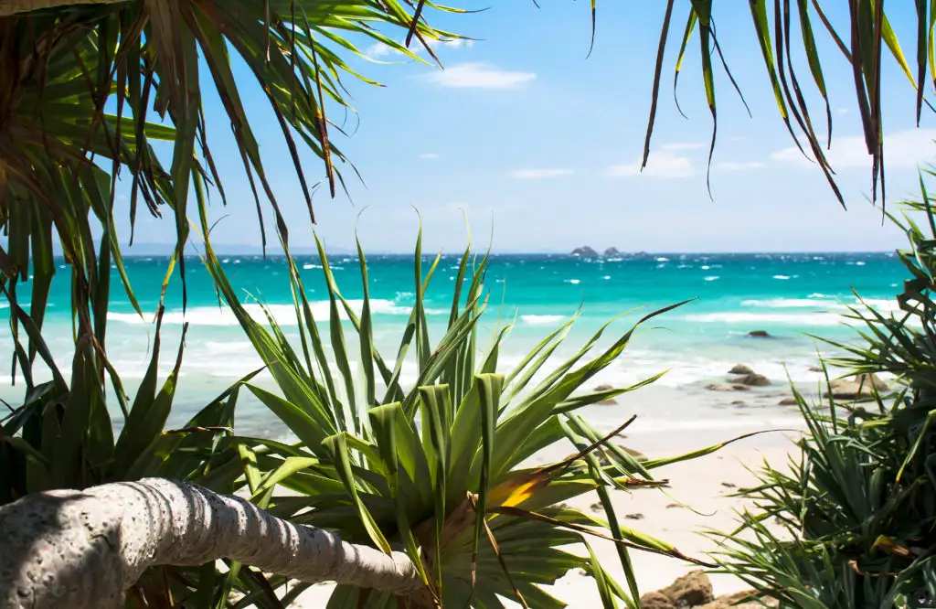 View of Byron Bay, Australia through plant life