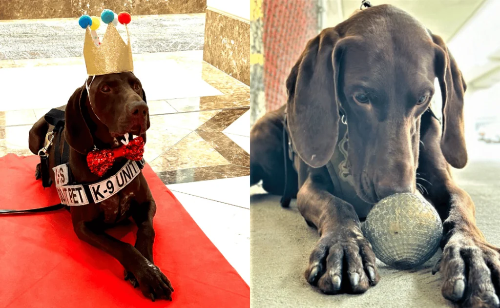 Barni, the Dog Voted TSA’s Cutest Canine pictured in his crown, and playing with a ball