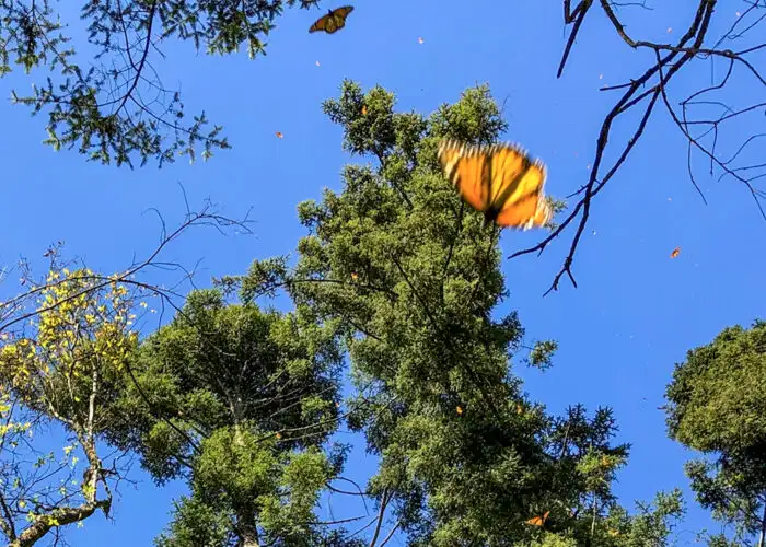 Piedra Herrada Butterfly Sanctuary in Valle de Bravo, three hours outside of Mexico City.