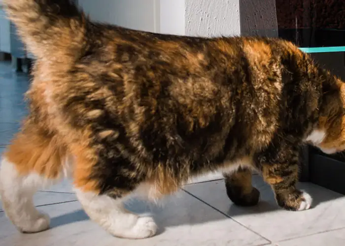 Fluffy cat eating from an automatic cat feeder