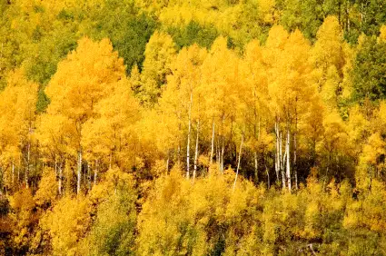 Grand Mesa Scenic and Historic Byway, Colorado