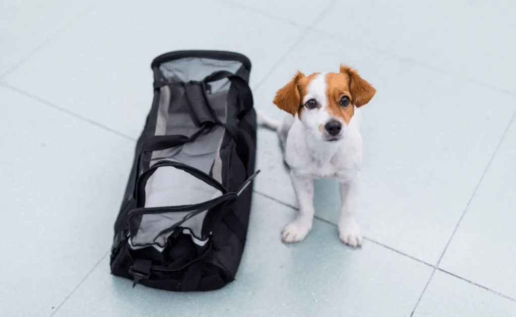 cute small dog with his travel bag ready to get on board the airplane at the airport. Pet in cabin. Traveling with dogs concept