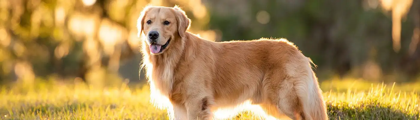 Golden retriever in field at sunset