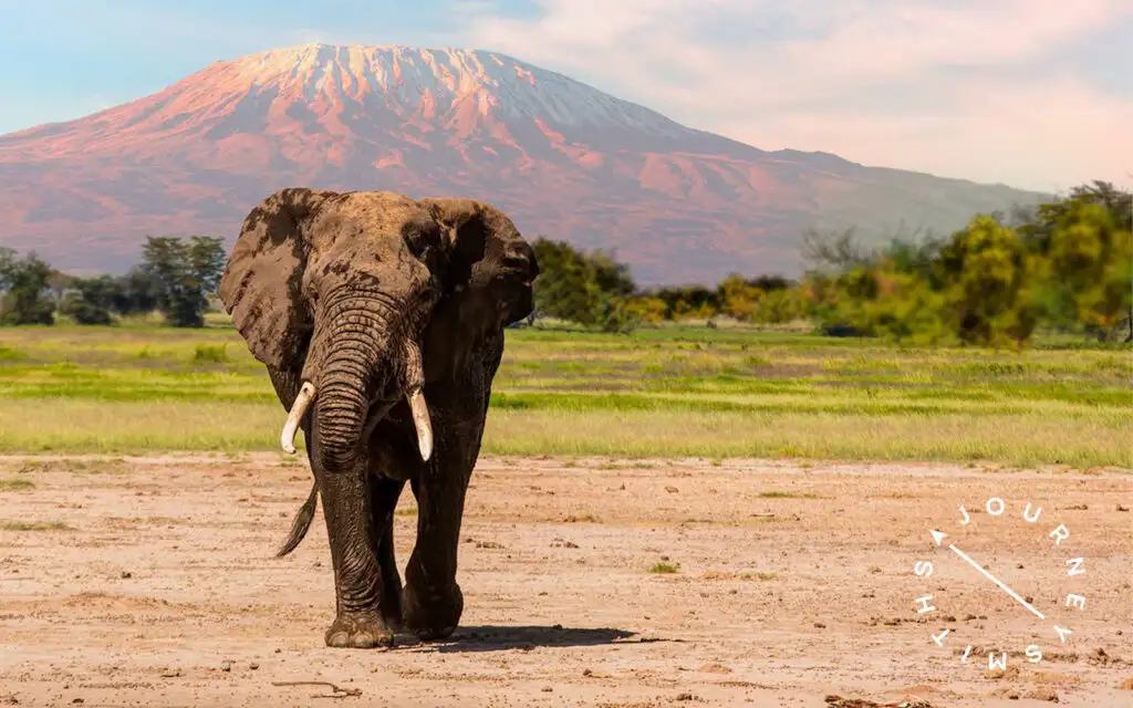 Elephant approaching the camera with mountain in background and Journeysmiths logo overlaid