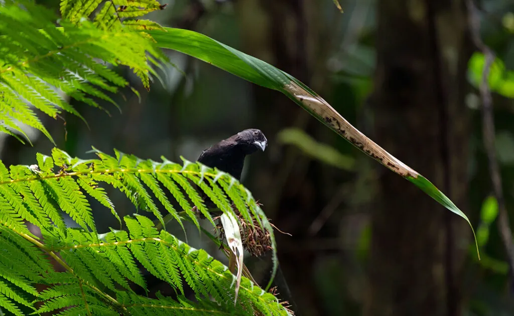 Saint Lucia Black Finch is one the five endemic birds you can see along the nature trail in rain forest in Millet Bird Sanctuary Trail, St Lucia