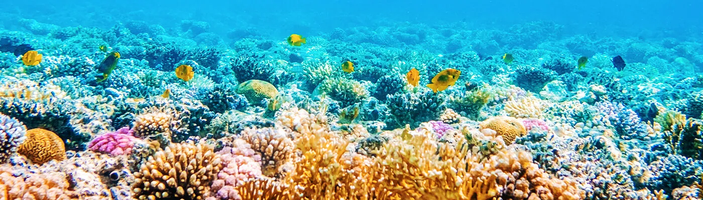 Beautiful underwater panoramic view with tropical fish and coral reefs