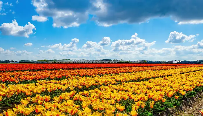 Panorama of landscape with blooming colorful tulip field, traditional dutch windmill and blue cloudy sky in Netherlands Holland , Europe - Tulips flowers background panoramic banner